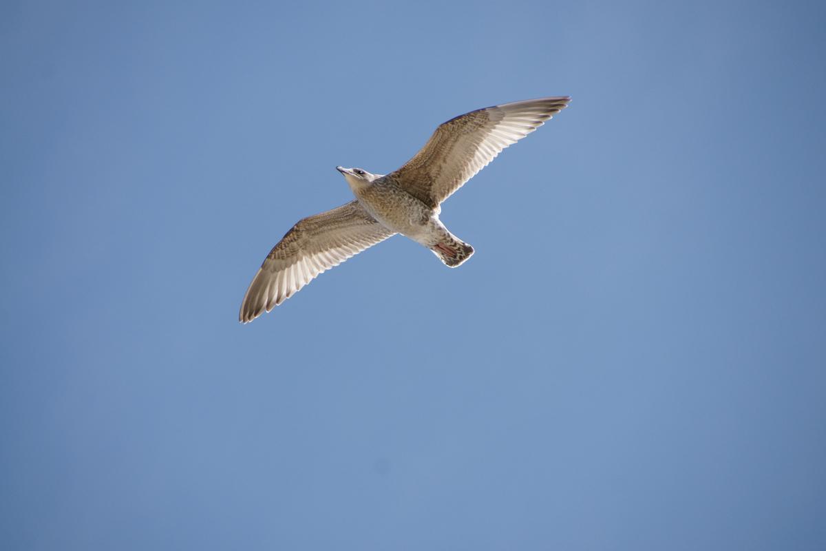 Typische Landschaft im Val de Saire